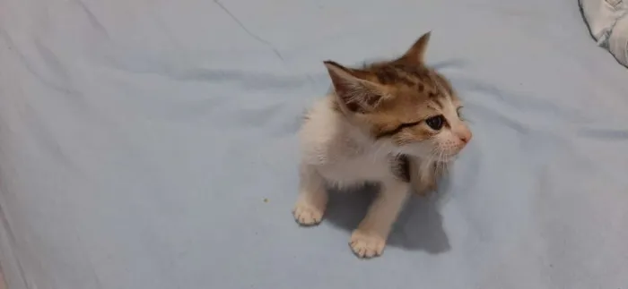 Gato ra a Nao tem idade Abaixo de 2 meses nome Sem nome