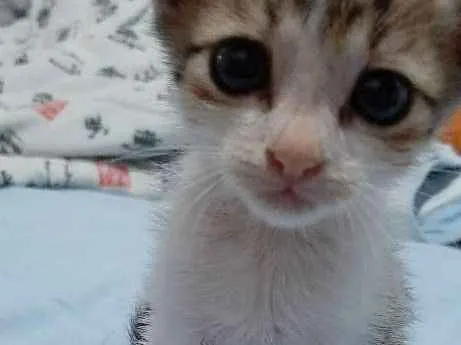 Gato ra a Nao tem idade Abaixo de 2 meses nome Sem nome