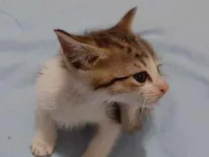Gato raça Nao tem idade Abaixo de 2 meses nome Sem nome