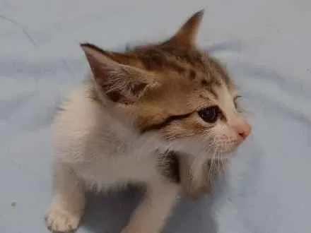 Gato ra a Nao tem idade Abaixo de 2 meses nome Sem nome