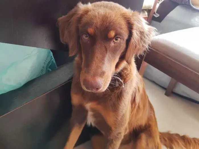 Cachorro ra a Golden Retriver com vira lata idade 1 ano nome Não sei