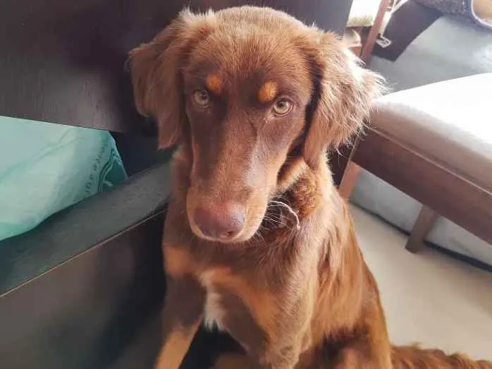 Cachorro ra a Golden Retriver com vira lata idade 1 ano nome Não sei