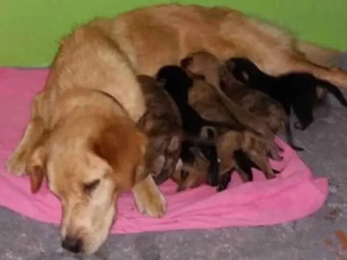 Cachorro ra a Não sei  idade Abaixo de 2 meses nome Não sein