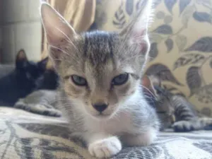 Gato raça Não sei  idade Abaixo de 2 meses nome Não sei 