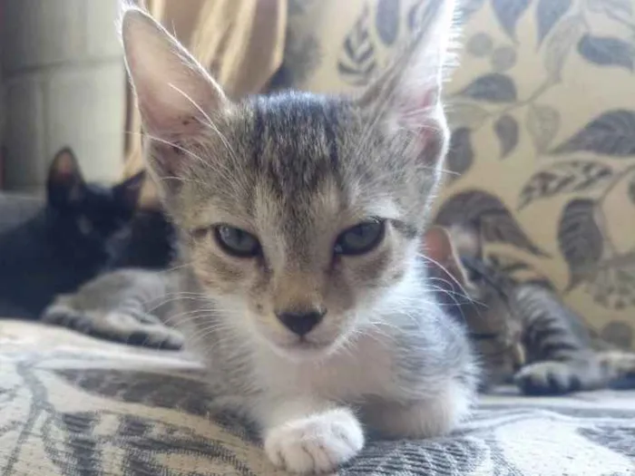 Gato ra a Não sei  idade Abaixo de 2 meses nome Não sei 