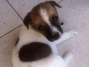 Cachorro raça SRD idade Abaixo de 2 meses nome Filhote Eduarda