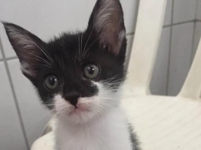 Gato ra a SRD idade 2 a 6 meses nome Rosinha 