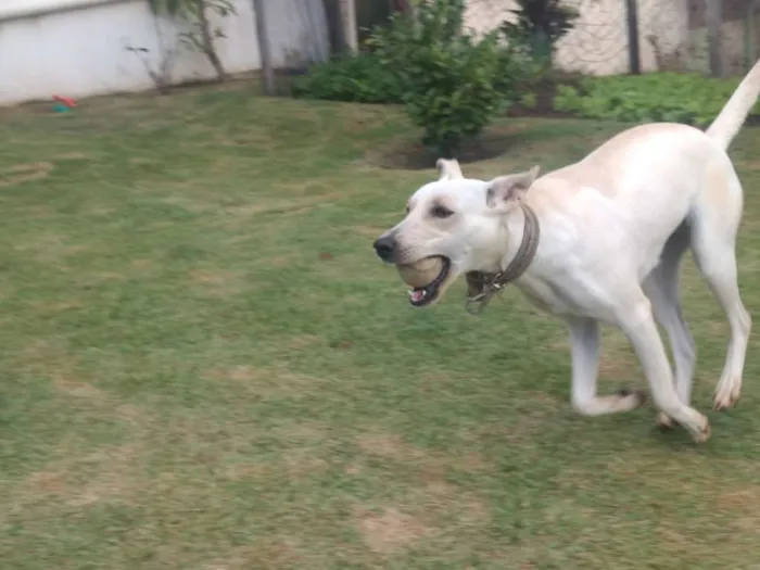 Cachorro ra a Vira lata idade 7 a 11 meses nome Mel