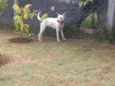 Mel