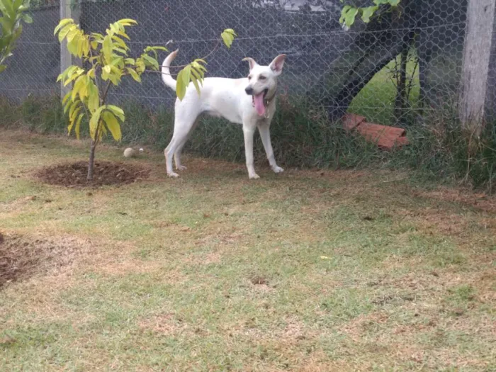 Cachorro ra a Vira lata idade 7 a 11 meses nome Mel