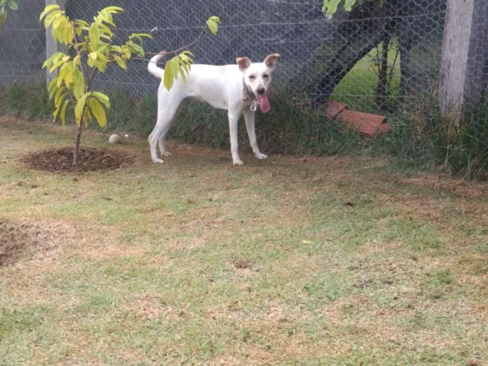 Cachorro ra a Vira lata idade 7 a 11 meses nome Mel