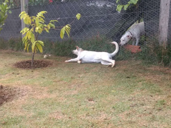 Cachorro ra a Vira lata idade 7 a 11 meses nome Mel