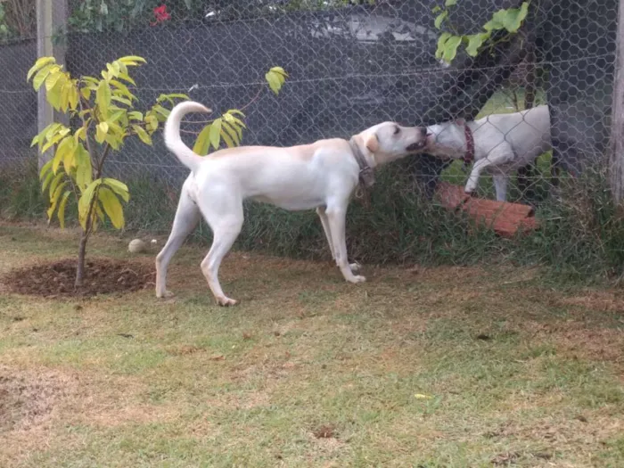 Cachorro ra a Vira lata idade 7 a 11 meses nome Mel