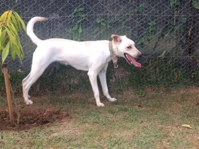Cachorro ra a Vira lata idade 7 a 11 meses nome Mel