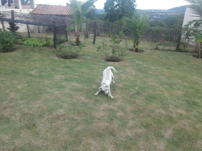 Cachorro ra a Vira lata idade 7 a 11 meses nome Mel