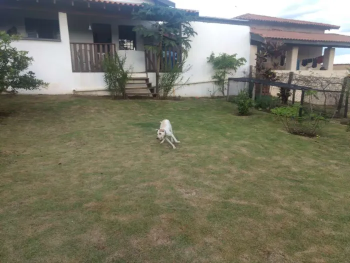 Cachorro ra a Vira lata idade 7 a 11 meses nome Mel