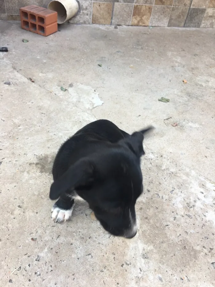 Cachorro raça Vira lata  idade 2 a 6 meses nome Sem nome