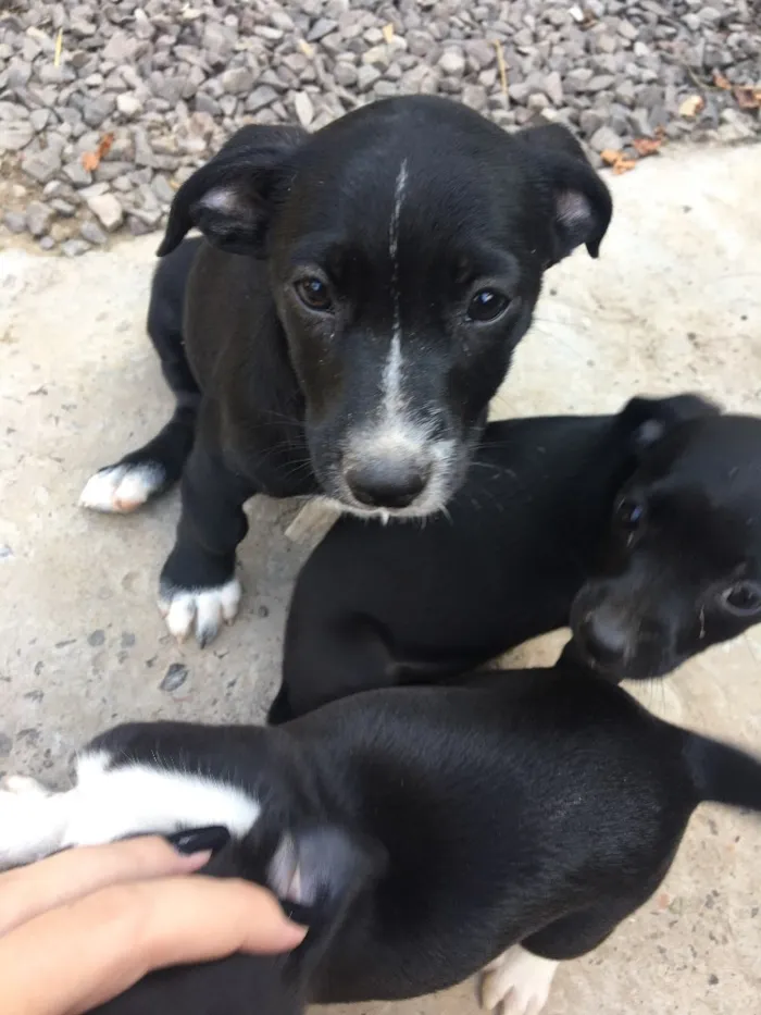 Cachorro raça Vira lata  idade 2 a 6 meses nome Sem nome