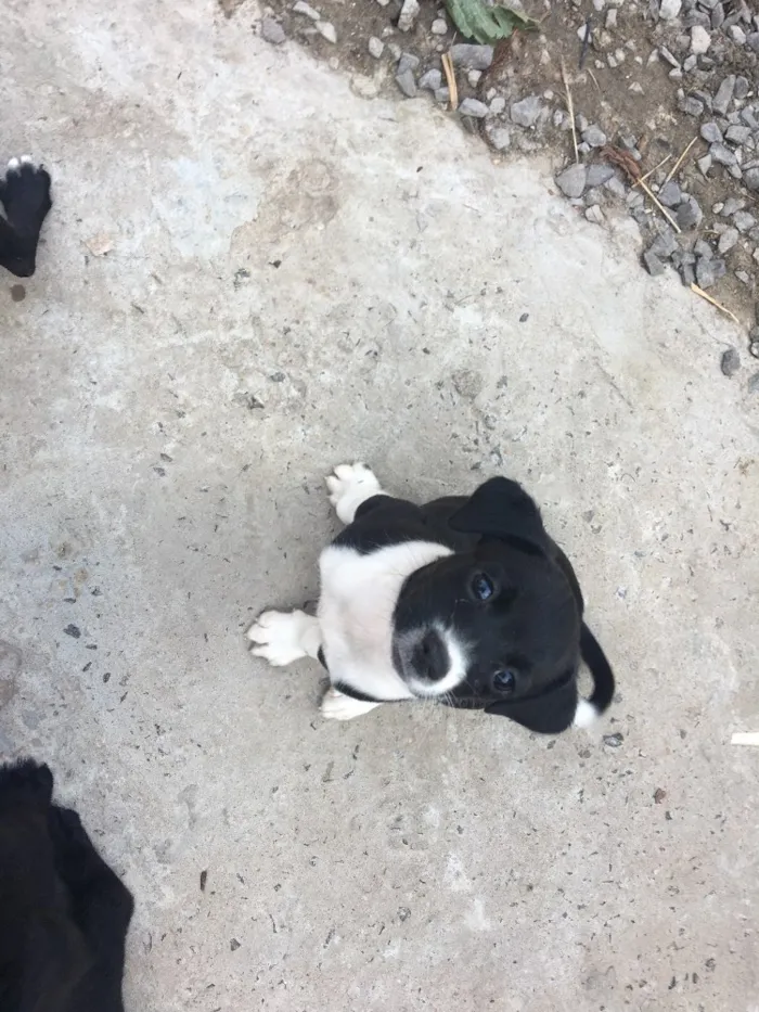 Cachorro raça Vira lata  idade 2 a 6 meses nome Sem nome