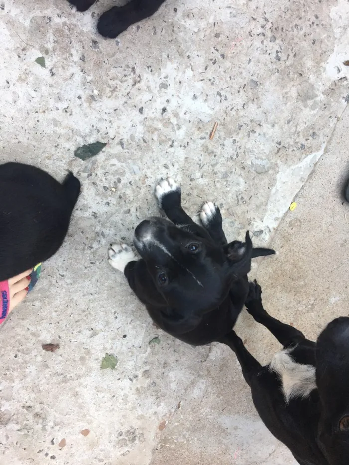 Cachorro raça Vira lata  idade 2 a 6 meses nome Sem nome