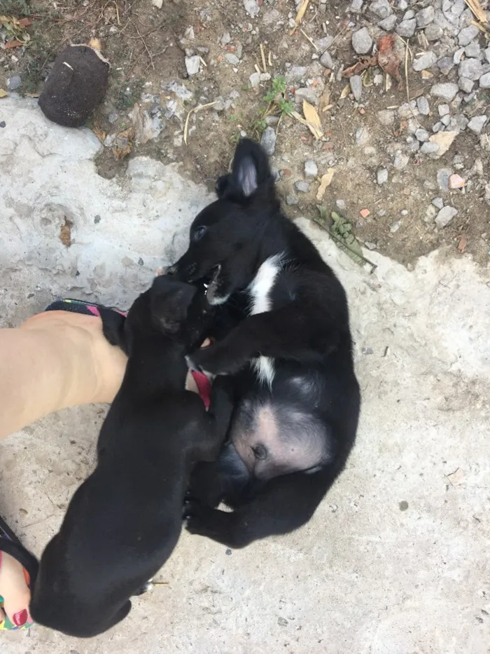 Cachorro raça Vira lata  idade 2 a 6 meses nome Sem nome