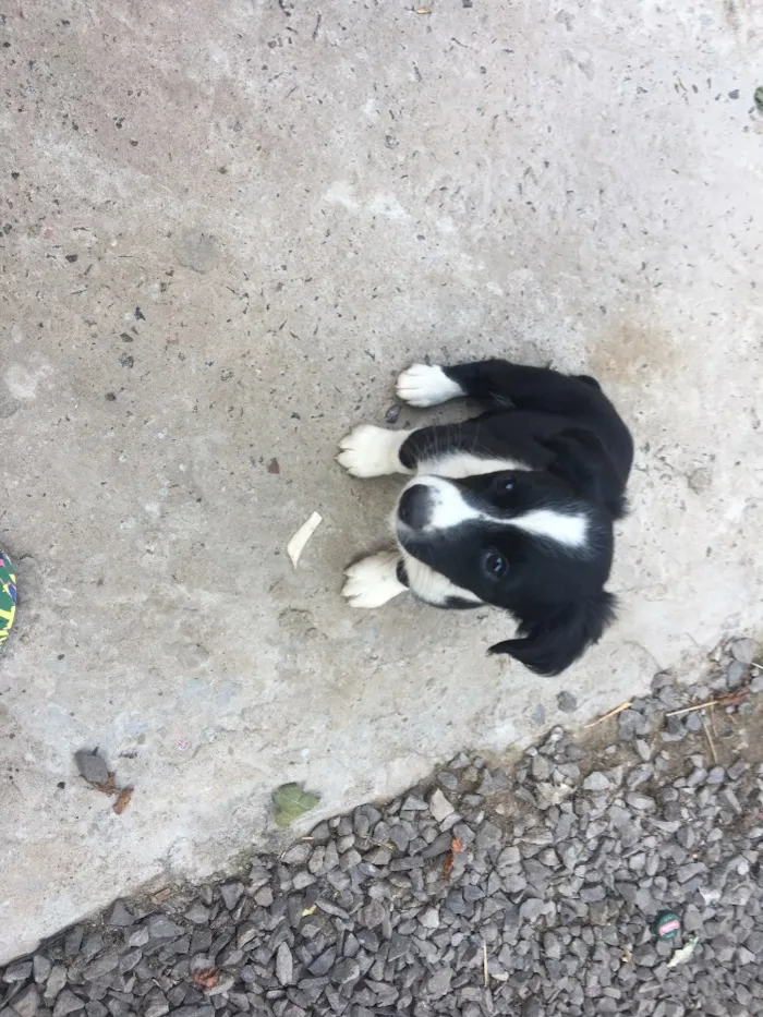 Cachorro raça Vira lata  idade 2 a 6 meses nome Sem nome