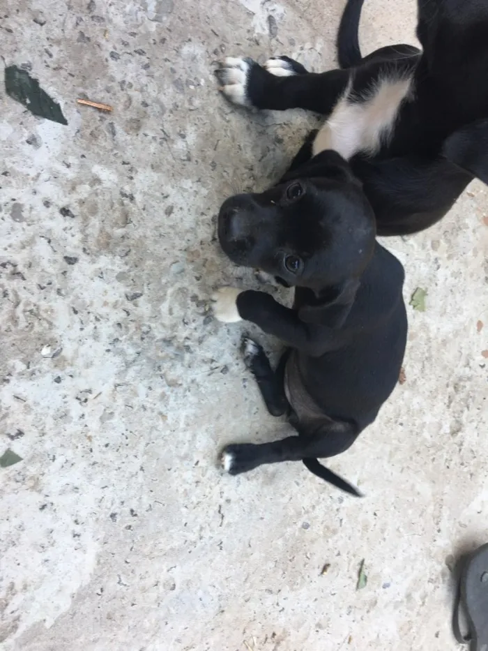 Cachorro raça Vira lata  idade 2 a 6 meses nome Sem nome