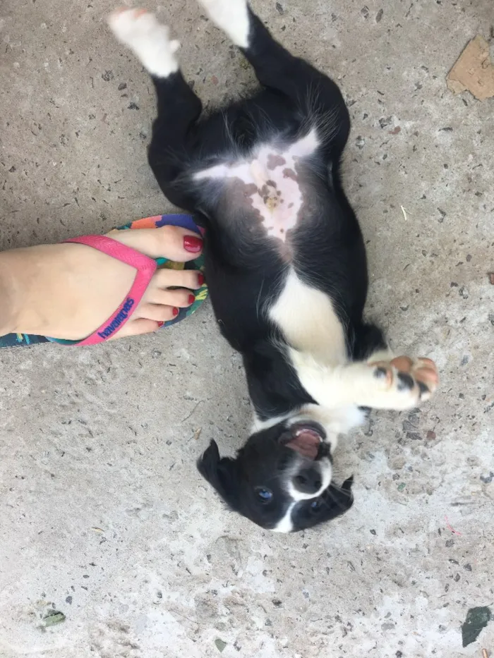 Cachorro raça Vira lata  idade 2 a 6 meses nome Sem nome