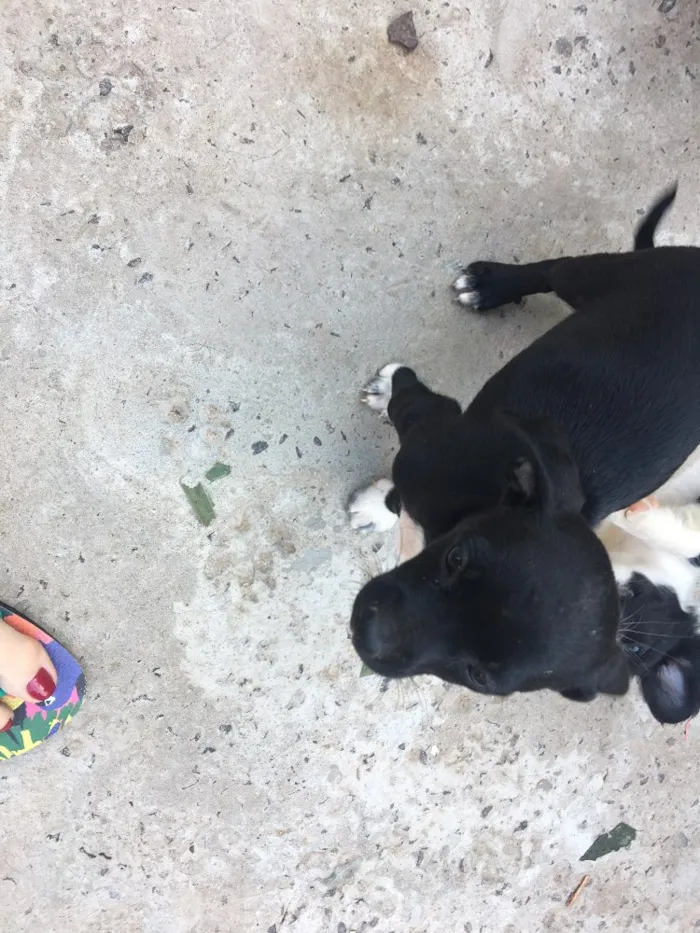 Cachorro raça Vira lata  idade 2 a 6 meses nome Sem nome