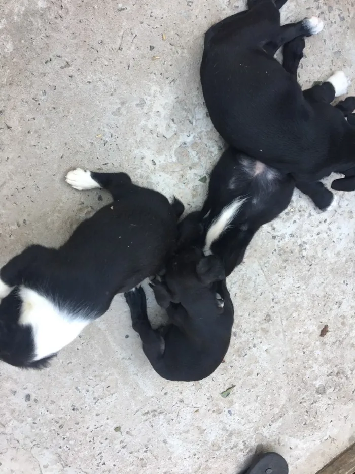 Cachorro raça Vira lata  idade 2 a 6 meses nome Sem nome