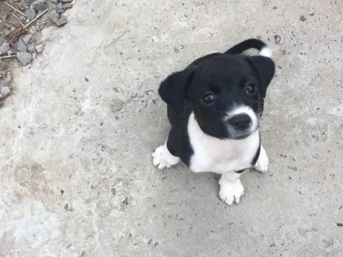 Cachorro raça Vira lata  idade 2 a 6 meses nome Sem nome