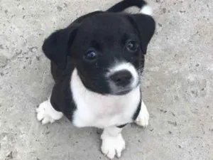 Cachorro raça Vira lata  idade 2 a 6 meses nome Sem nome