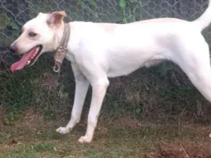 Cachorro raça Vira lata idade 7 a 11 meses nome Mel
