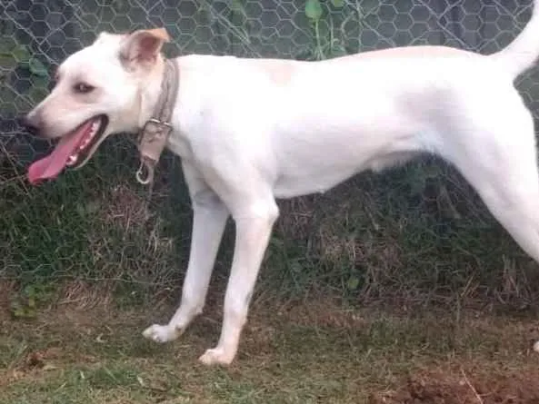Cachorro ra a Vira lata idade 7 a 11 meses nome Mel