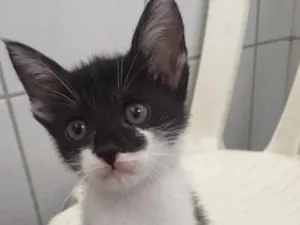 Gato raça SRD idade 2 a 6 meses nome Rosinha 