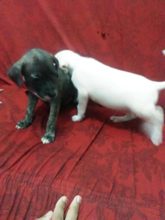 Cachorro raça Mista/ não sei dizer ao certo idade Abaixo de 2 meses nome Sem nomes