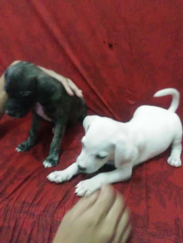 Cachorro raça Mista/ não sei dizer ao certo idade Abaixo de 2 meses nome Sem nomes