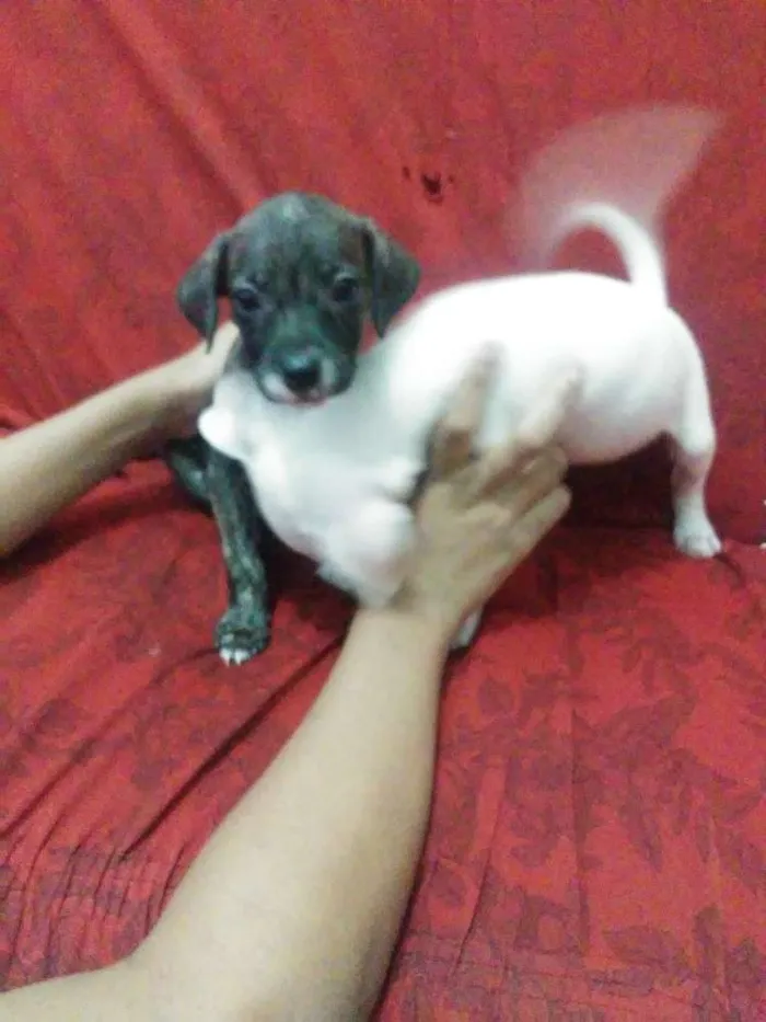 Cachorro raça Mista/ não sei dizer ao certo idade Abaixo de 2 meses nome Sem nomes