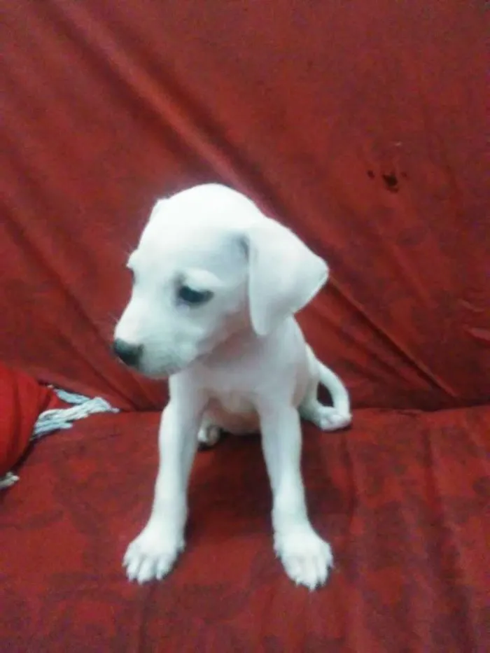 Cachorro raça Mista/ não sei dizer ao certo idade Abaixo de 2 meses nome Sem nomes