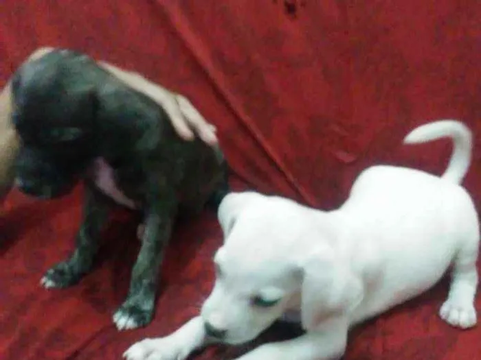 Cachorro raça Mista/ não sei dizer ao certo idade Abaixo de 2 meses nome Sem nomes