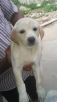 Glorinha
