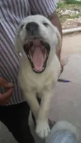 Glorinha