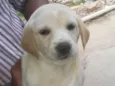 Glorinha
