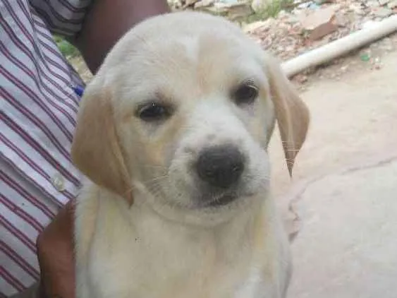 Cachorro ra a Acho que labrador idade 7 a 11 meses nome Glorinha