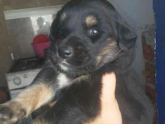 Cachorro ra a Acho que labrador idade 7 a 11 meses nome Glorinha