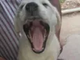 Glorinha