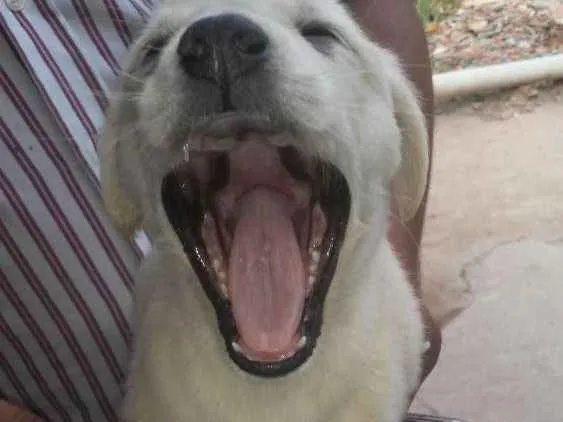 Cachorro ra a Acho que labrador idade 7 a 11 meses nome Glorinha