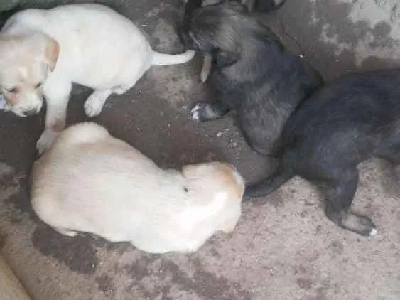 Cachorro ra a Acho que labrador idade 7 a 11 meses nome Glorinha