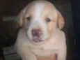 Glorinha