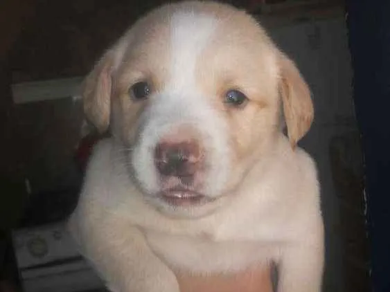 Cachorro ra a Acho que labrador idade 7 a 11 meses nome Glorinha